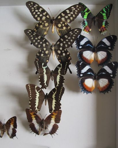 Grande boîte entomologique vitrée comprenant...