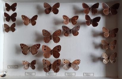 Entomological glass box containing 19 specimens...