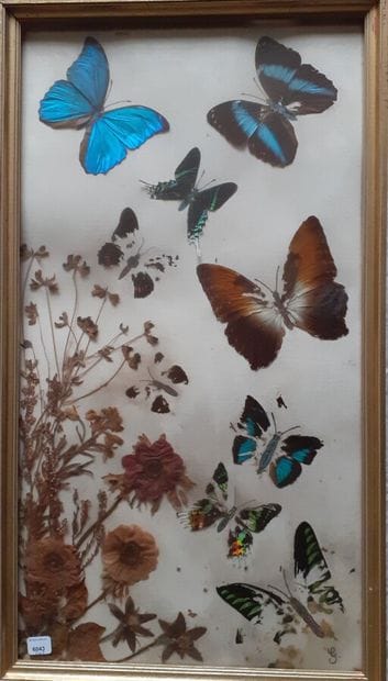 Glass frame with dried plant specimens including...