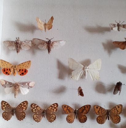 Entomological glass box containing about...