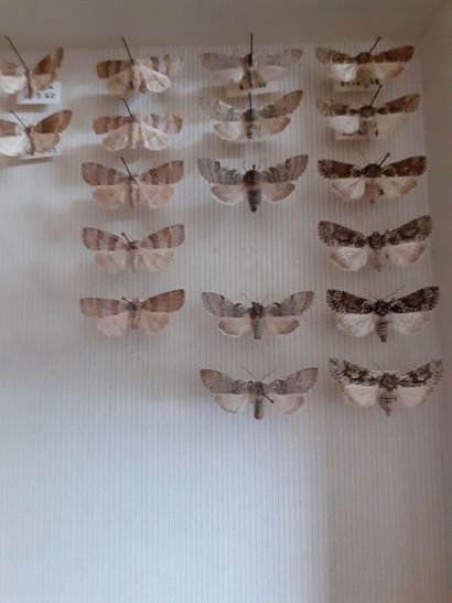 Entomological glass box containing 42 specimens...