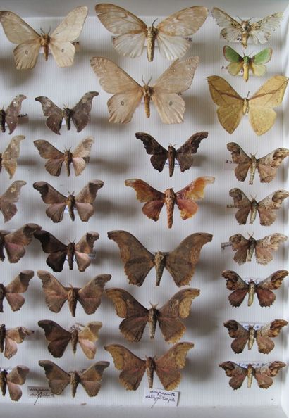 Grande boîte entomologique vitrée comprenant...