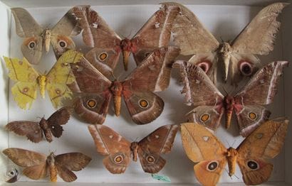 Boîte entomologique vitrée comprenant 10...