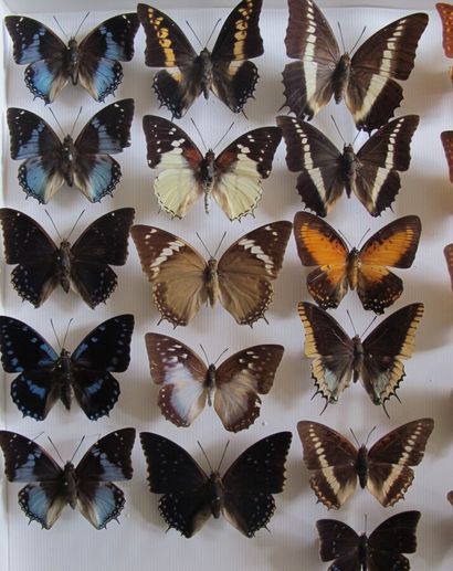 Grande boîte entomologique vitrée comprenant...