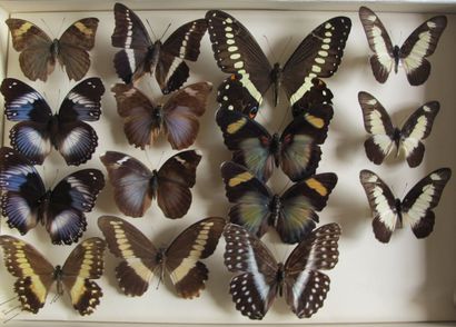 Boîte entomologique vitrée comprenant 15...