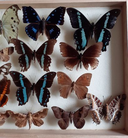 Boîte entomologique vitrée comprenant 18...