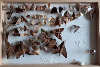 Boîte entomologique vitrée comprenant plus...