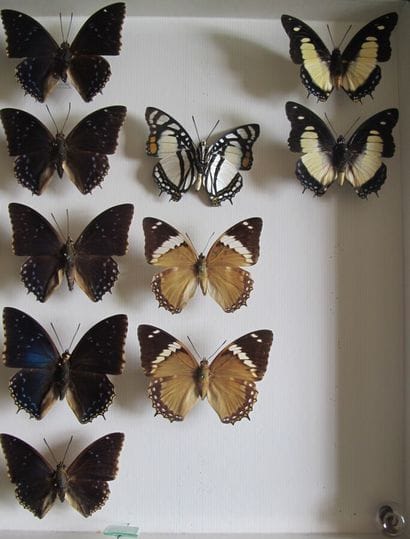 Large glass entomological box containing...