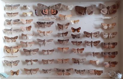 Boîte entomologique vitrée comprenant plus...