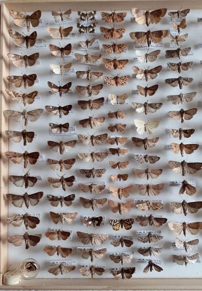 Large glass entomological box with more than...