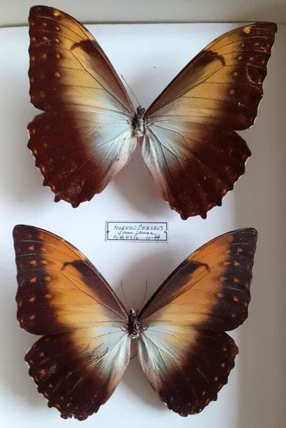 Boîte entomologique vitrée comprenant 2 spécimens...