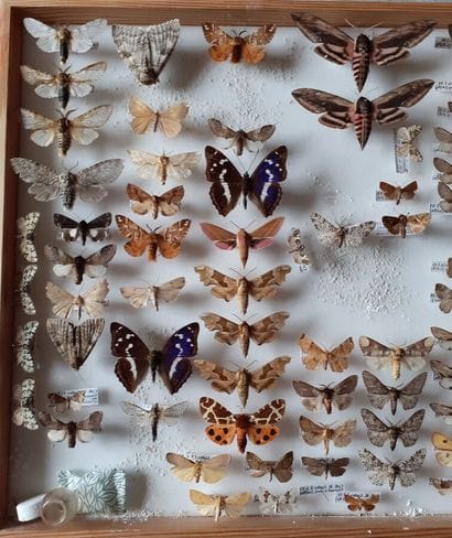 Grande boîte entomologique vitrée comprenant...