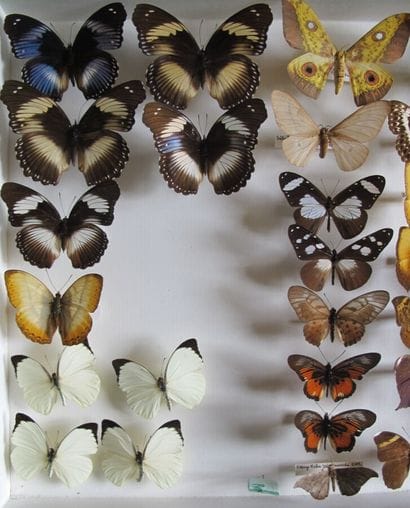 Large glass entomological box with more than...