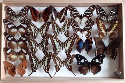 Boîte entomologique vitrée comprenant 20...