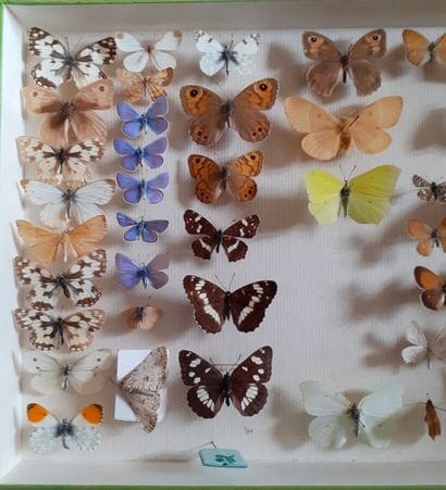 Entomological glass box with more than 50...