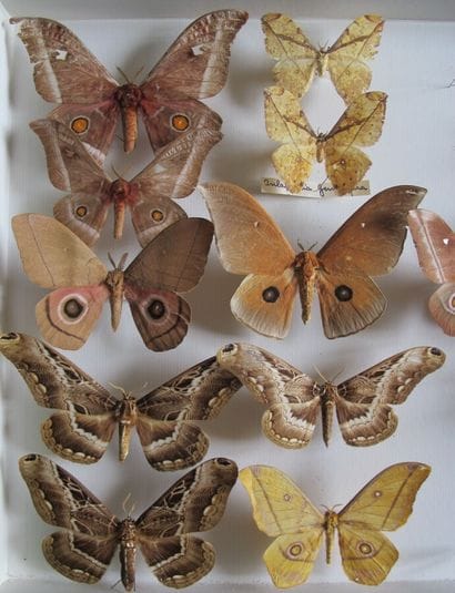 Large glass entomological box with 15 specimens...