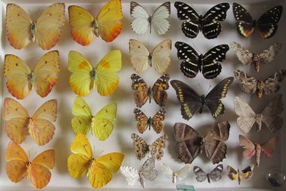 Boîte entomologique vitrée comprenant 26...