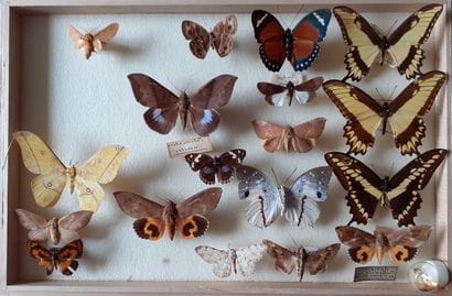 Boîte entomologique vitrée comprenant 18...