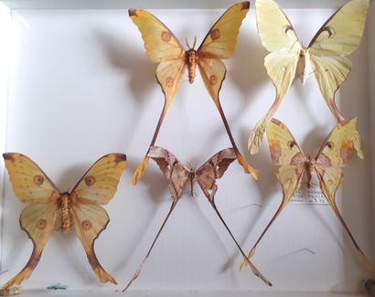 Grande boîte entomologique vitrée comprenant...