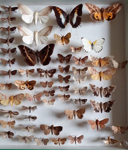 Grande boîte entomologique vitrée comprenant...