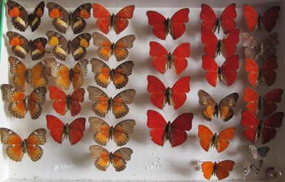 Boîte entomologique vitrée comprenant 33...