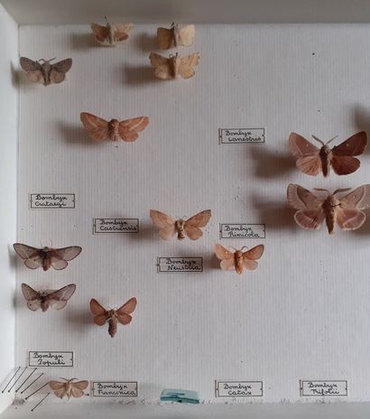 Boîte entomologique vitrée comprenant 19...