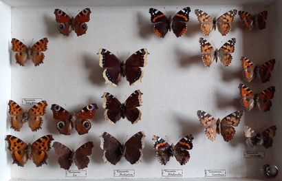 Boîte entomologique vitrée comprenant 18...