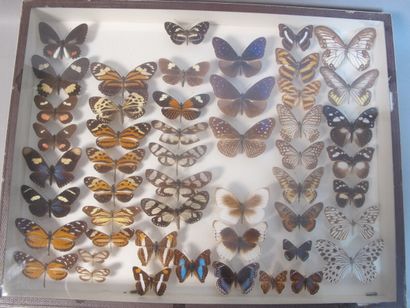 Boîte entomologique vitrée comprenant plus...