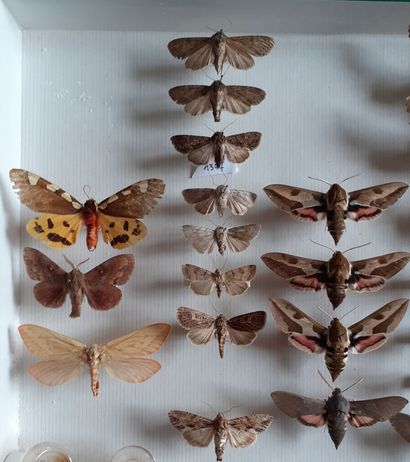 Boîte entomologique vitrée comprenant 26...