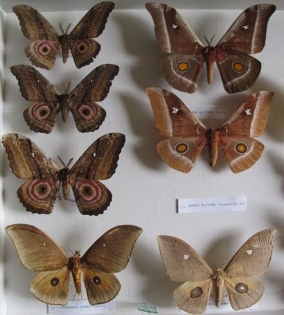 Large glass entomological box containing...