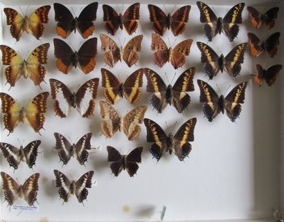 Grande boîte entomologique vitrée comprenant...