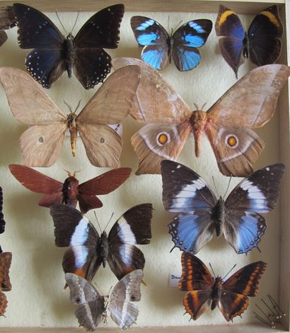 Boîte entomologique vitrée comprenant 20...