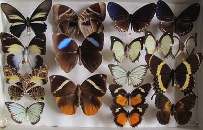 Entomological glass box containing 17 specimens...
