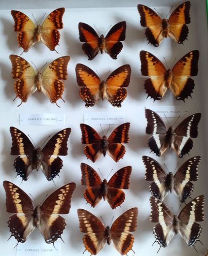 Grande boîte entomologique vitrée comprenant...