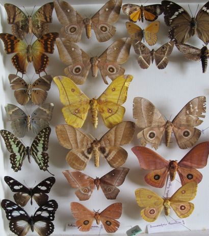 Grande boîte entomologique vitrée comprenant...