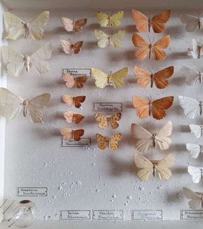 Boîte entomologique vitrée comprenant 50...