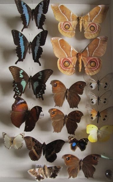 Grande boîte entomologique vitrée comprenant...