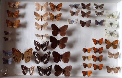 Boîte entomologique vitrée comprenant 45...