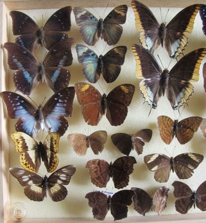 Glass entomological box containing 26 specimens...