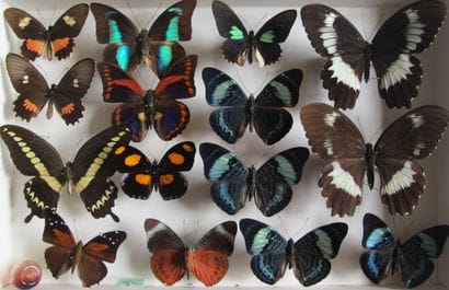 Glass entomological box containing 15 specimens...