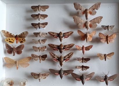 Boîte entomologique vitrée comprenant 26...