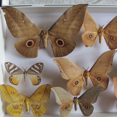 Boîte entomologique vitrée comprenant 9 spécimens...