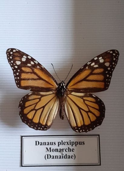 Boîte entomologique vitrée comprenant 5 spécimens...