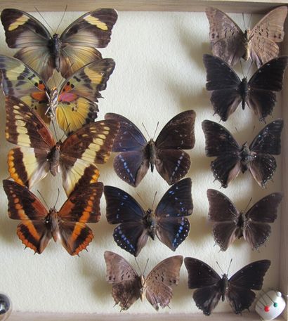 Boîte entomologique vitrée comprenant 21...