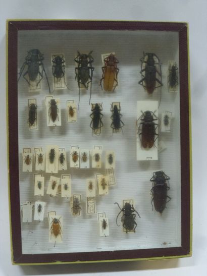 Boîte entomologique vitrée comprenant 32...