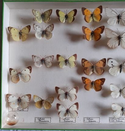 Entomological glass box containing 28 specimens...