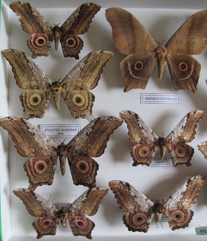 Grande boîte entomologique vitrée comprenant...