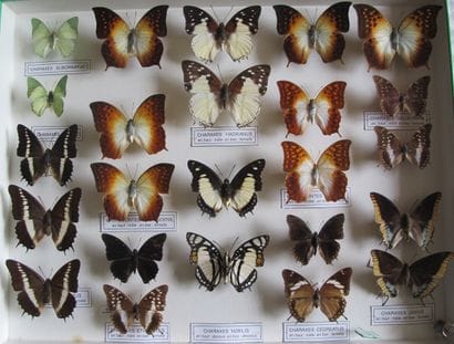 Large glass entomological box containing...