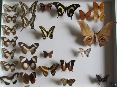 Grande boîte entomologique vitrée comprenant...