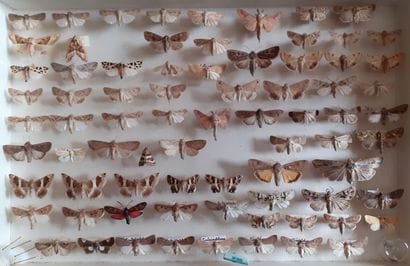 Entomological glass box containing more than...